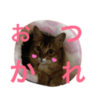 ソマリ猫の小梅2（個別スタンプ：3）