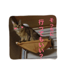 ソマリ猫の小梅2（個別スタンプ：5）