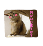 ソマリ猫の小梅2（個別スタンプ：6）