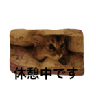 ソマリ猫の小梅2（個別スタンプ：8）