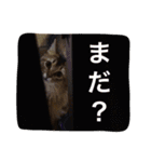 ソマリ猫の小梅2（個別スタンプ：10）