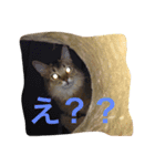 ソマリ猫の小梅2（個別スタンプ：11）