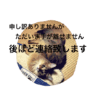 ソマリ猫の小梅2（個別スタンプ：13）