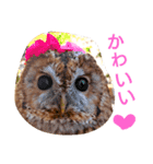 もりふくろう。ぴーちゃん。スタンプ 1（個別スタンプ：1）