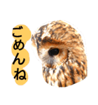 もりふくろう。ぴーちゃん。スタンプ 1（個別スタンプ：2）