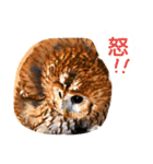 もりふくろう。ぴーちゃん。スタンプ 1（個別スタンプ：4）