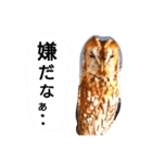 もりふくろう。ぴーちゃん。スタンプ 1（個別スタンプ：5）
