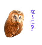 もりふくろう。ぴーちゃん。スタンプ 1（個別スタンプ：7）
