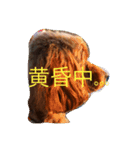 犬バカのスタンプ（個別スタンプ：1）