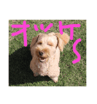 犬バカのスタンプ（個別スタンプ：3）