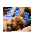 犬バカのスタンプ（個別スタンプ：4）