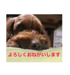 犬バカのスタンプ（個別スタンプ：7）