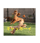 犬バカのスタンプ（個別スタンプ：8）