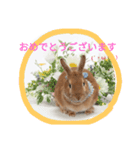 うさぎの八朔（個別スタンプ：1）