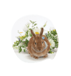 うさぎの八朔（個別スタンプ：2）
