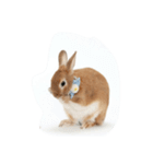 うさぎの八朔（個別スタンプ：3）