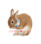うさぎの八朔（個別スタンプ：4）