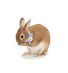 うさぎの八朔（個別スタンプ：5）