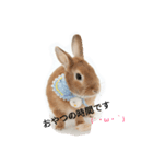 うさぎの八朔（個別スタンプ：12）