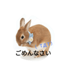 うさぎの八朔（個別スタンプ：15）