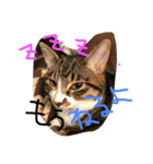 CHATORAN＆Minne（個別スタンプ：2）