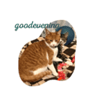 CHATORAN＆Minne（個別スタンプ：7）