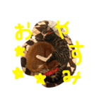 CHATORAN＆Minne（個別スタンプ：8）