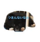 影丸スタンプ（個別スタンプ：2）