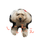 chai.u.x.u 2（個別スタンプ：6）