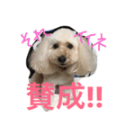 chai.u.x.u 2（個別スタンプ：10）