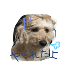 chai.u.x.u 2（個別スタンプ：12）