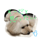 chai.u.x.u 2（個別スタンプ：14）