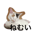 ねこさん07（個別スタンプ：1）