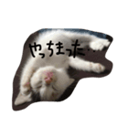 ねこさん07（個別スタンプ：8）