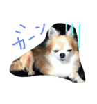 チワワのちょこりんlife（個別スタンプ：1）