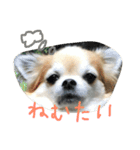 チワワのちょこりんlife（個別スタンプ：2）