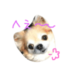 チワワのちょこりんlife（個別スタンプ：3）