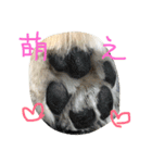 チワワのちょこりんlife（個別スタンプ：6）