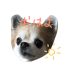 チワワのちょこりんlife（個別スタンプ：9）