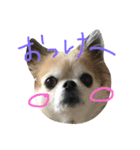 チワワのちょこりんlife（個別スタンプ：12）