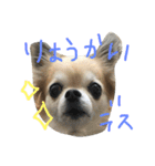 チワワのちょこりんlife（個別スタンプ：13）