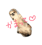 チワワのちょこりんlife（個別スタンプ：14）