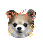 チワワのちょこりんlife（個別スタンプ：15）