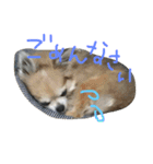 チワワのちょこりんlife（個別スタンプ：16）