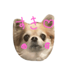 チワワのちょこりんlife（個別スタンプ：17）