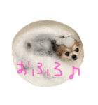 チワワのちょこりんlife（個別スタンプ：21）