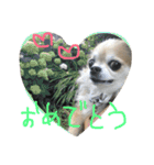 チワワのちょこりんlife（個別スタンプ：23）