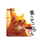 もんとら2（個別スタンプ：1）