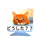 もんとら2（個別スタンプ：2）