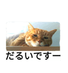 もんとら2（個別スタンプ：4）